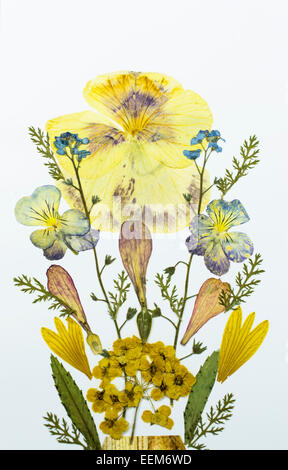 Gepressten und getrockneten Blumen Bouquet mit verschiedenen Arten, auf weißem Papier Blatthintergrund Stockfoto