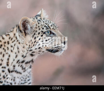 Porträt von einem Leopard Cub, Südafrika Stockfoto