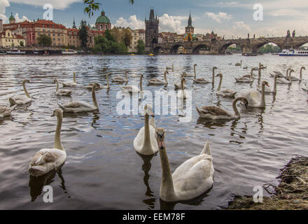 Tschechien, Prag, weiße Schwäne auf Vltava (Moldau), Stockfoto