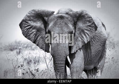 Namibia, Etosha Nationalpark, Portrait des afrikanischen Elefanten in der Savanne Stockfoto