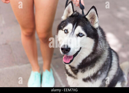 Hund mit blauen Augen Stockfoto