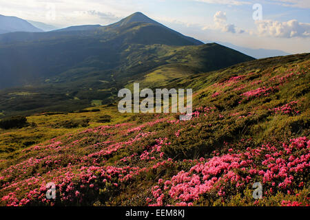Ukraine, Chornogora, Karpaten, Howerla, Rhododendren blühen Stockfoto