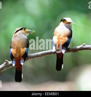 Eltern von Silber-breasted Broadbill (Serilophus Lunatus), weibliche und männliche in der Fütterung Saison zurück Profil Stockfoto