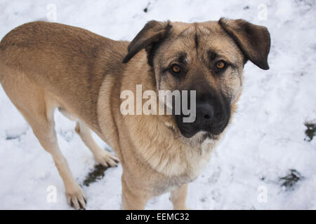 glücklicher Hund im Schnee Stockfoto