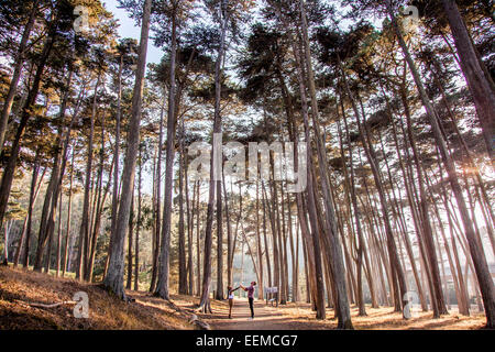 Paar Hand in Hand unter Bäumen im Wald Stockfoto