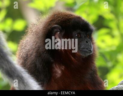 South American kupferfarbenen oder Kupfer gefärbt Titi Monkey (Callicebus Cupreus) Stockfoto