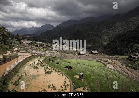 Terrassenlandschaft mit Reis-Plantagen in die bergige Provinz Lao Cai. Stockfoto