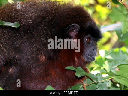 South American kupferfarbenen oder Kupfer gefärbt Titi Monkey (Callicebus Cupreus) in einem Baum Blätter umgeben Stockfoto