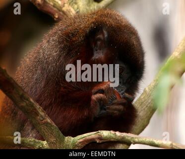 South American kupferfarbenen oder Kupfer gefärbt Titi Monkey (Callicebus Cupreus) ernähren sich von Blättern in einem Baum Stockfoto