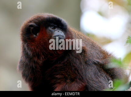 South American kupferfarbenen oder Kupfer gefärbt Titi Monkey (Callicebus Cupreus) Stockfoto