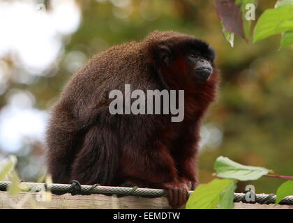 South American kupferfarbenen oder Kupfer gefärbt Titi Monkey (Callicebus Cupreus) Stockfoto