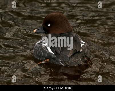 Weibliche Schellenten Ente (Bucephala Clangula) Stockfoto