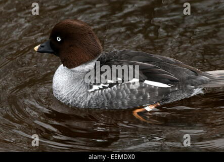 Weibliche Schellenten Ente (Bucephala Clangula) Stockfoto