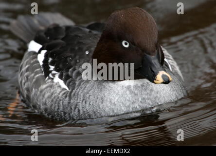 Weibliche Schellenten Ente (Bucephala Clangula) Stockfoto