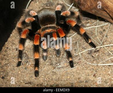 Mexikanische rote kneten Vogelspinne (Brachypelma Smithi) Stockfoto