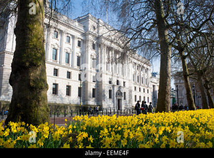 HM Treasury Gebäude mit Narzissen in St James Park im Vordergrund im Frühjahr Frühling Westminster London England UK Stockfoto