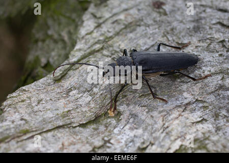 Tischler Longhorn, lange gehörnte Käfer, Weiblich, Mulmbock, Zimmerbock, Weibchen, Ergates Faber Stockfoto