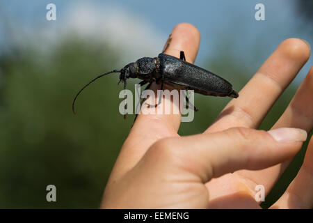 Tischler Longhorn, lange gehörnte Käfer, Weiblich, Mulmbock, Zimmerbock, Weibchen, Ergates Faber Stockfoto
