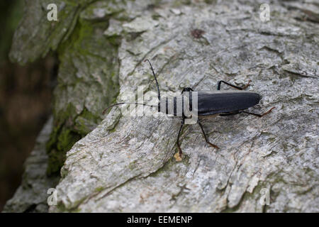 Tischler Longhorn, lange gehörnte Käfer, Weiblich, Mulmbock, Zimmerbock, Weibchen, Ergates Faber Stockfoto