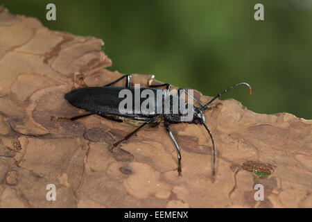 Tischler Longhorn, lange gehörnte Käfer, Weiblich, Mulmbock, Zimmerbock, Weibchen, Ergates Faber Stockfoto