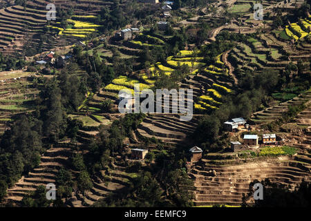 Terrasse Anbau, Feld Terrassen in Nagarkot, Nepal Stockfoto