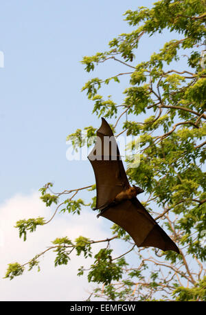 Lyles-Flughund (Pteropus Lylei) ist eine Art der Fledermaus in der Familie Pteropodidae. Es findet sich in Kambodscha, Thailand und Vietnam Stockfoto