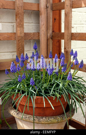 MUSCARI AUCHERI. GRAPE HYACINTH. Stockfoto