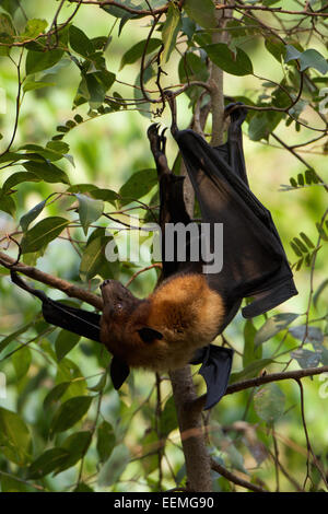 Lyles-Flughund (Pteropus Lylei) ist eine Art der Fledermaus in der Familie Pteropodidae. Stockfoto