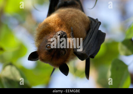 Pteropus Lylei - Lyles Flying Fox, Thailand. Stockfoto