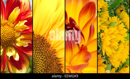 Collage aus gelben Sonnenblumen und roten Dahlien in Nahaufnahme mit schwarzen Streifen getrennt Stockfoto