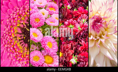 Collage der rosa lila Lila Dahlia und Gerbera mit gelben Akzenten in Nahaufnahme mit schwarzen Streifen getrennt Stockfoto