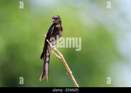 Schwarz-Drongo (Dicrurus Macrocercus) thront auf Zweig. Laem Pak Bia. Thailand. Stockfoto