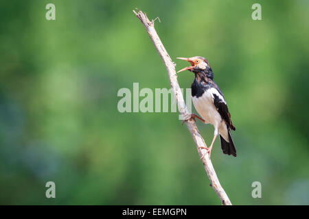 Asiatische Pied Starling (Gracupica Contra) thront auf Zweig. Laem Pak Bia. Thailand. Stockfoto