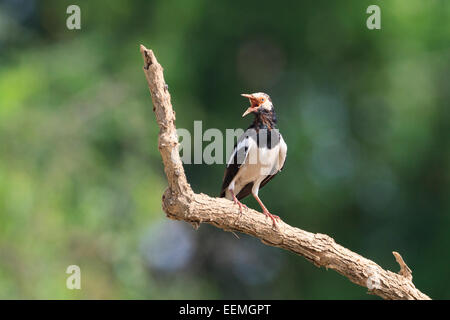 Asiatische Pied Starling (Gracupica Contra) thront auf Zweig. Laem Pak Bia. Thailand. Stockfoto