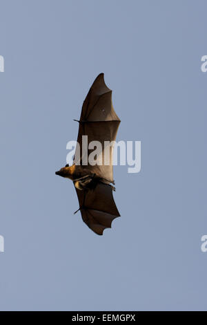 Lyles-Flughund (Pteropus Lylei) ist eine Art der Fledermaus in der Familie Pteropodidae. Es findet sich in Kambodscha, Thailand Stockfoto