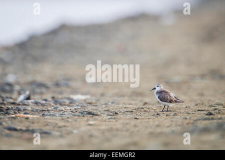 Löffel-billed Sandpiper (Eurynorhynchus Pygmeus) auf Lebensraum. Pak Thale. Thailand. Stockfoto