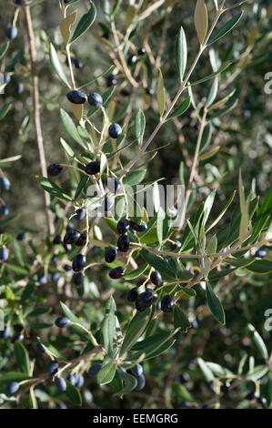 Wilde Oliven, Olea Europaea, wächst an einem Berghang in der Nähe von El Burgo, Provinz Malaga, Andalusien, Spanien. November. Stockfoto