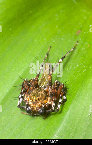 Luchs-Spider ist der allgemeine Name für jedes Mitglied der Familie Oxyopidae. Khao Ang Rue Nai Wildlife Sanctuary, Thailand. Stockfoto