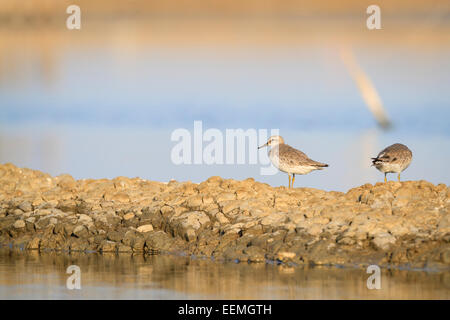 Roten Knoten (Calidris Canutus) Lebensraum. Pak Thale. Thailand. Stockfoto