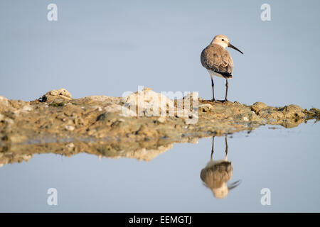 Sichelstrandläufer (Calidris Ferruginea) Lebensraum. Pak Thale. Thailand. Stockfoto