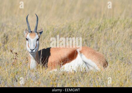 Springbock (Antidorcas Marsupialis), Erwachsene liegen in Trockenrasen, Etosha Nationalpark, Namibia, Afrika Stockfoto