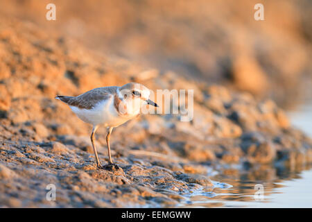 Seeregenpfeifer (Charadrius Alexandrinus) Lebensraum. Pak Thale. Thailand. Stockfoto