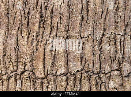 Braune Palm Rinde Hintergrundtextur Foto Stockfoto