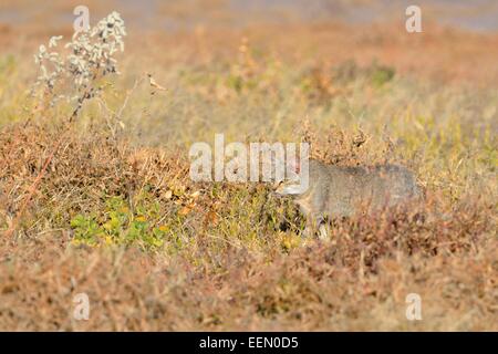 Afrikanische Wildkatze (Felis Silvestris Lybica), zu Fuß in der Wiese, auf der Suche nach Nahrung, Etosha Nationalpark, Namibia, Afrika Stockfoto