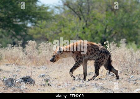 Entdeckt von Hyänen (Crocuta Crocuta), zu Fuß auf steinigem Gelände, Etosha Nationalpark, Namibia, Afrika Stockfoto