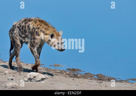 Entdeckt von Hyänen (Crocuta Crocuta), zu Fuß entlang einem Wasserloch, Etosha Nationalpark, Namibia, Afrika Stockfoto