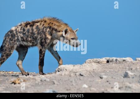 Entdeckt von Hyänen (Crocuta Crocuta), zu Fuß entlang einem Wasserloch, Etosha Nationalpark, Namibia, Afrika Stockfoto