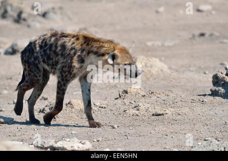 Entdeckt von Hyänen (Crocuta Crocuta), zu Fuß auf steinigem Gelände, Etosha Nationalpark, Namibia, Afrika Stockfoto