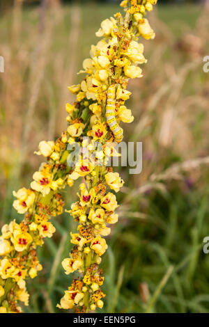 Gestreifte Lychnis Raupe der Motte, Shargacucullia Lychnitis, Verzehr Pflanze dunkle Königskerze, Verbascum Nigrum. Stockfoto