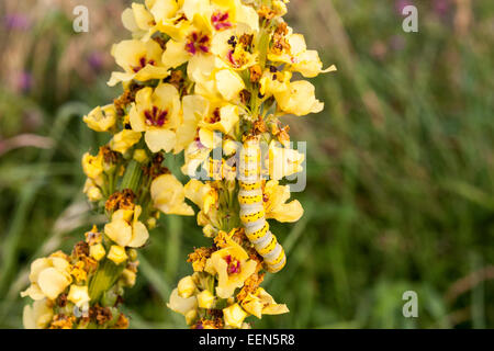 Gestreifte Lychnis Raupe der Motte, Shargacucullia Lychnitis, Verzehr Pflanze dunkle Königskerze, Verbascum Nigrum. Stockfoto